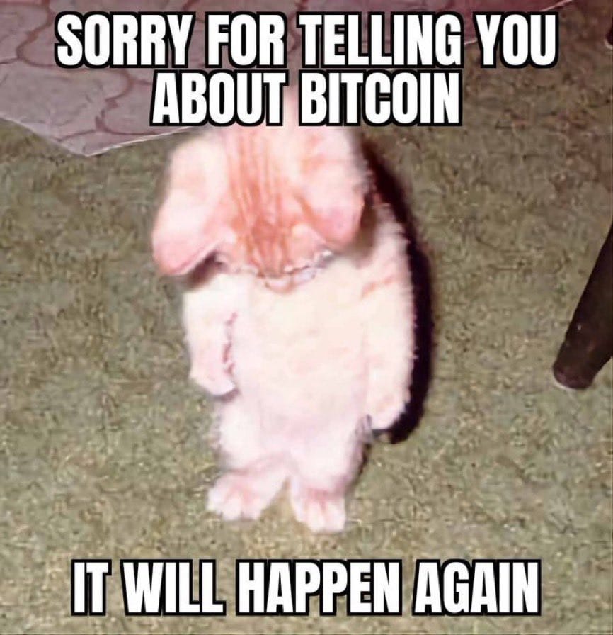 Meme about a cat expressing regret over discussing Bitcoin's volatility. Meme about a cat expressing regret over discussing Bitcoin's volatility.
