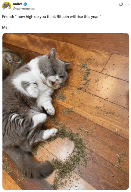 Bitcoin will get as high as a cat on catnip