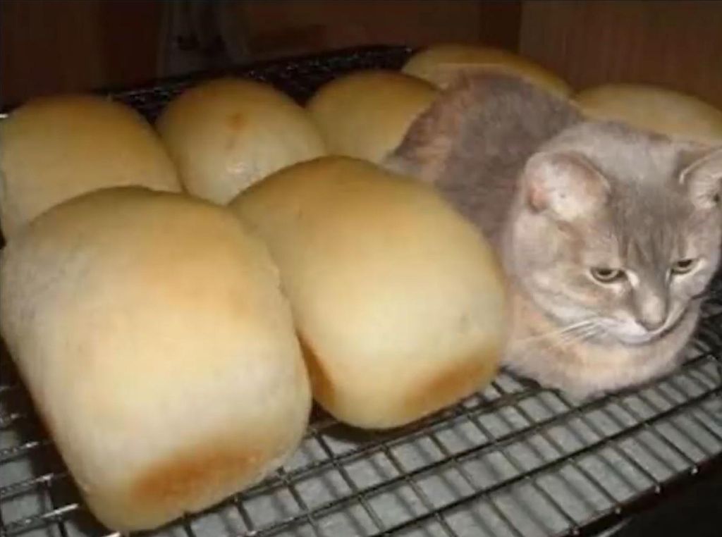 Bread or cat