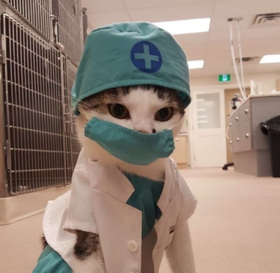 Cat doctor