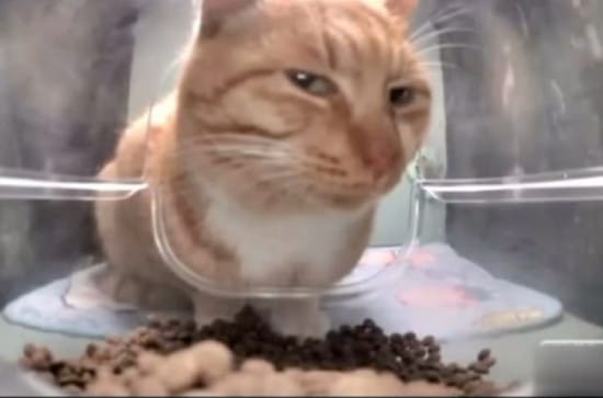 Cat side-eye