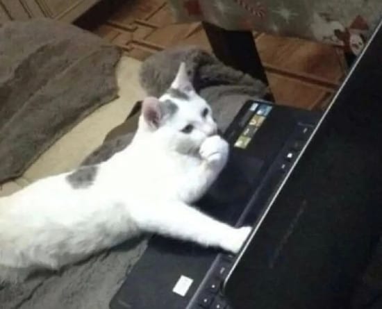A cat using a computer