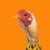 CHICKEN BANANA