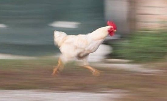 Chicken running