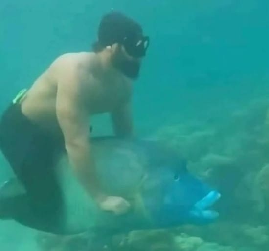 Diving on a fish meme