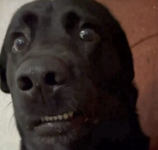 Dog shocked