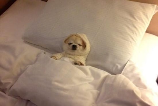 Dog sleeping