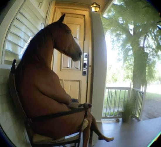 A sitting horse