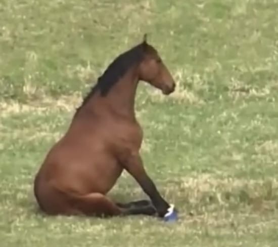 Horse sitting