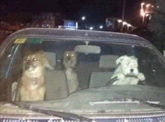 Image of three dogs driving a car