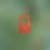 The Orange Era (ORANGE) memecoin logo