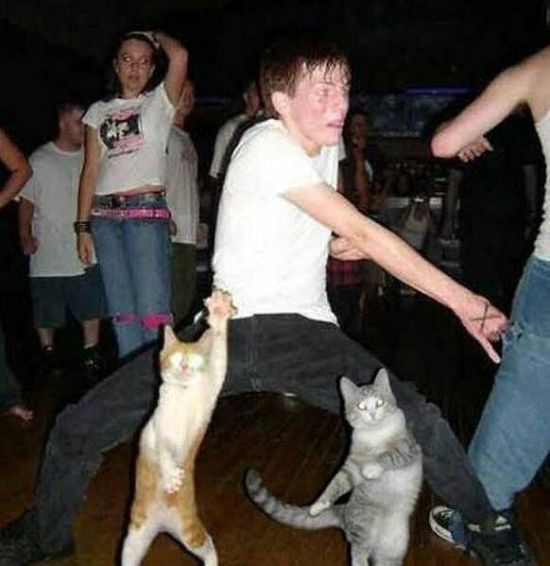Party with cats