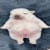 pibble (PIBBLE) memecoin logo
