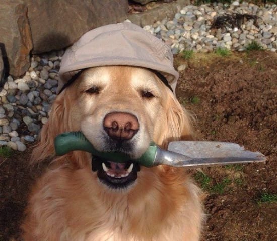 Picture of a dog holding a shovel in his mouth