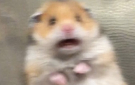 Shocked hamster