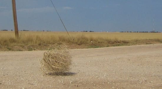 Tumbleweed image