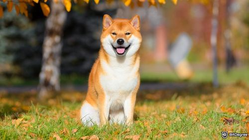 $100K Bitcoin Milestone: What It Means for Dogecoin’s Future