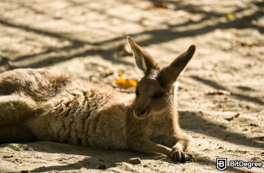 Bybit restricted countries: a kangaroo chilling.