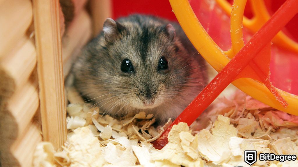 Crypto Betting Finds a New Playground in Hamster Racing
