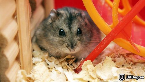 Crypto Betting Finds a New Playground in Hamster Racing