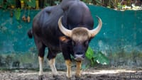 Everyone’s bullish on Solana... too bullish?