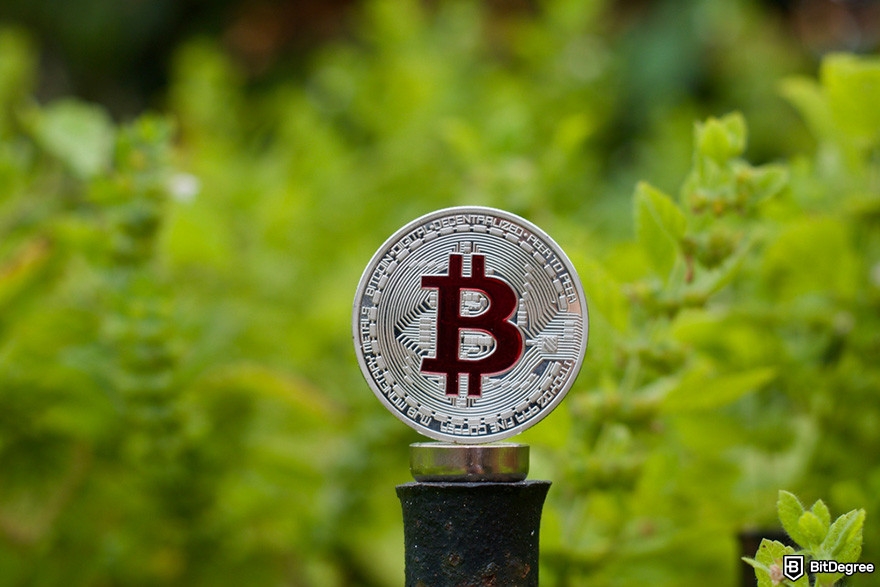 Free crypto rewards: a BTC coin surrounded by plants.