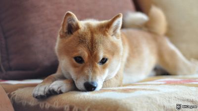 How to Buy Baby Doge Coin: A Guide to Getting Started