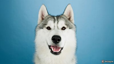 How to Buy Hosky: Tips and Methods You Should Know