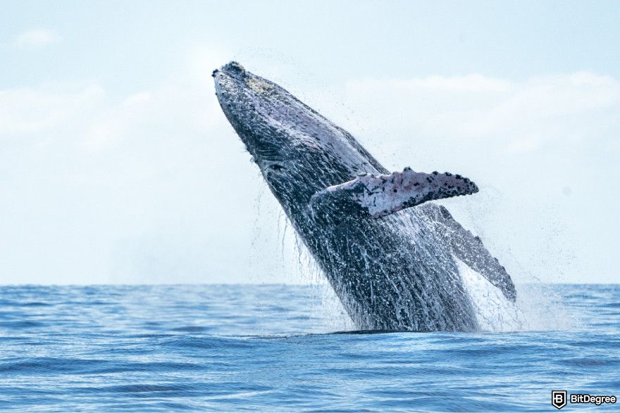 How to buy JasmyCoin: a whale jumping out of the water.