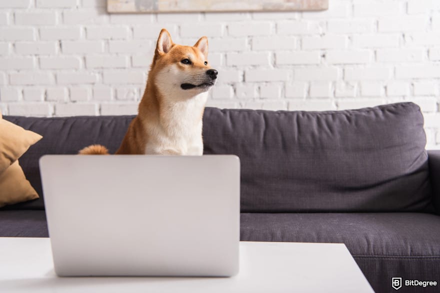 How to buy MIND of Pepe: shiba inu dog.