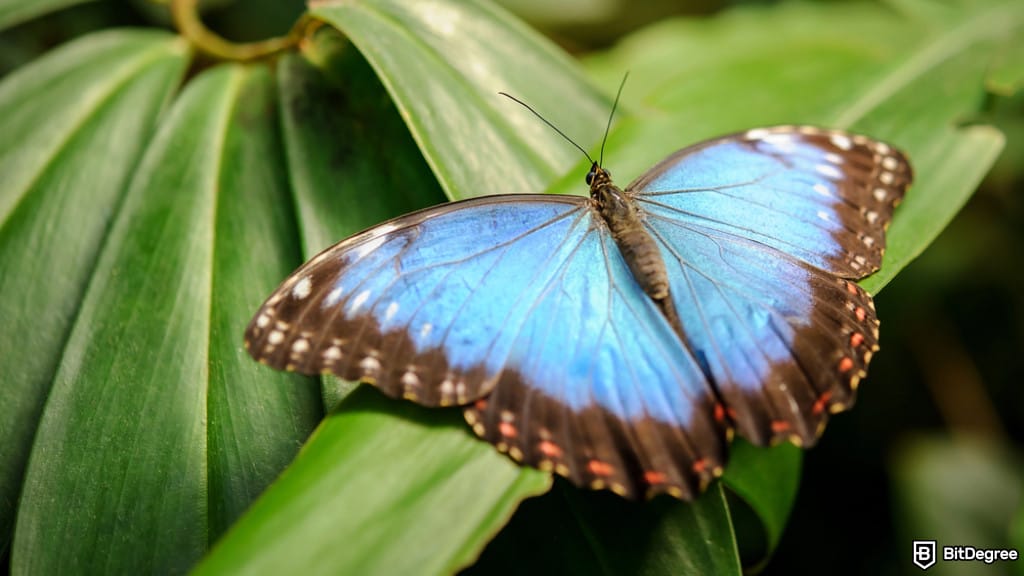 How to Buy MORPHO: A No-Fuss Guide