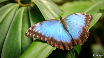 How to Buy MORPHO: A No-Fuss Guide