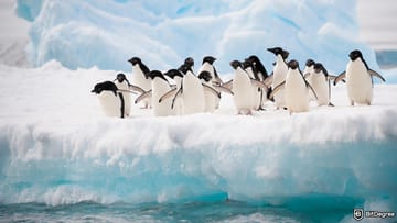 How to Buy PENGU: Your Go-To Guide