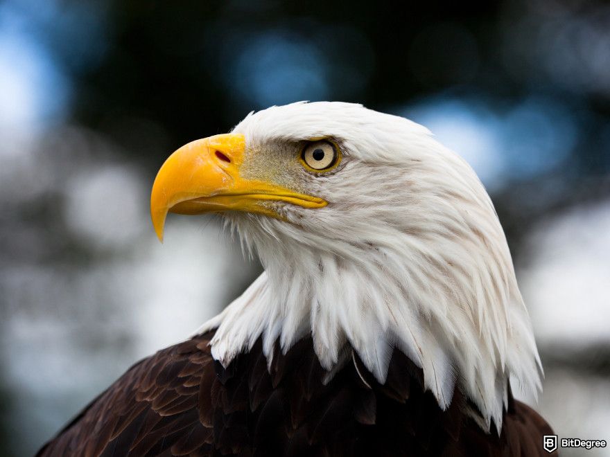 How to buy World Liberty Financial crypto: eagle eye.