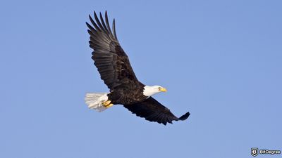 How to Buy World Liberty Financial Crypto