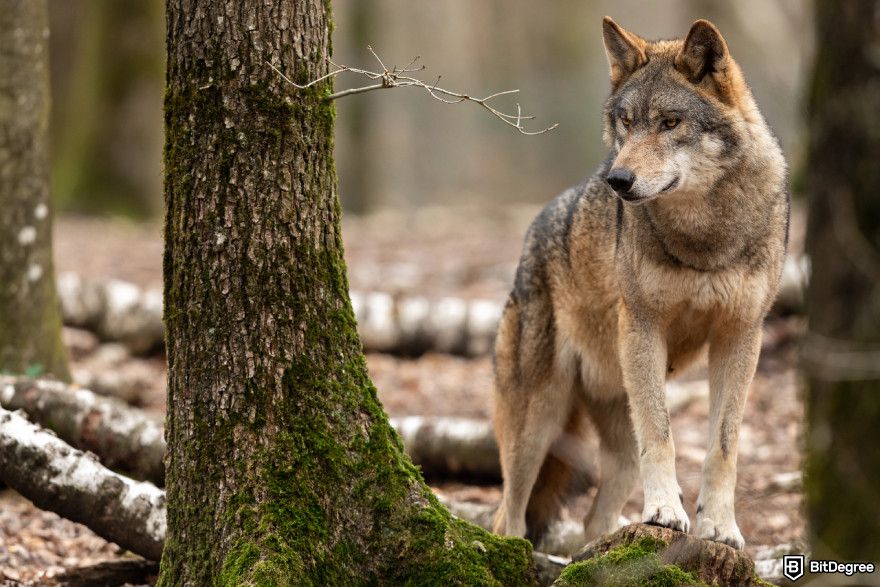 How to claim Dym airdrop: a wolf in the forest to illustrate WolvesDAO.