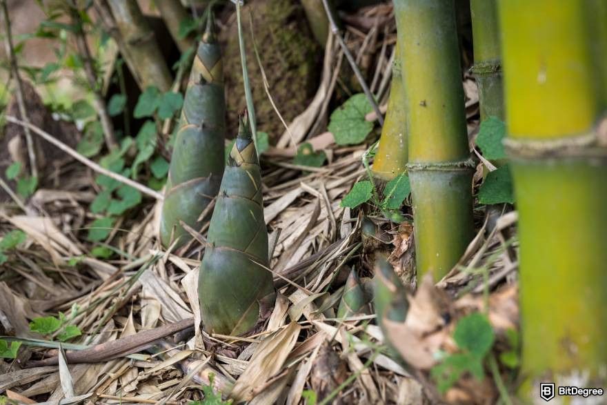 How to find meme coins early: bamboo sprouts.