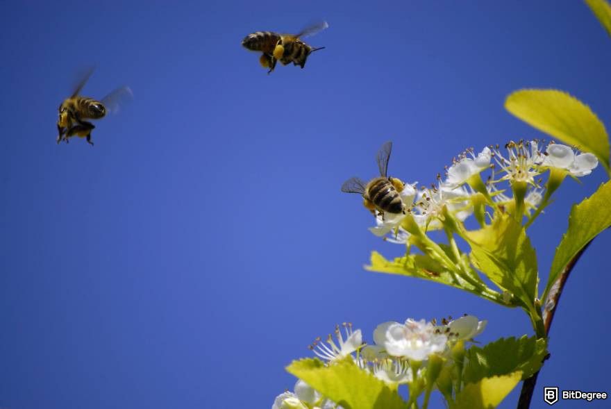 How to find meme coins early: bees.