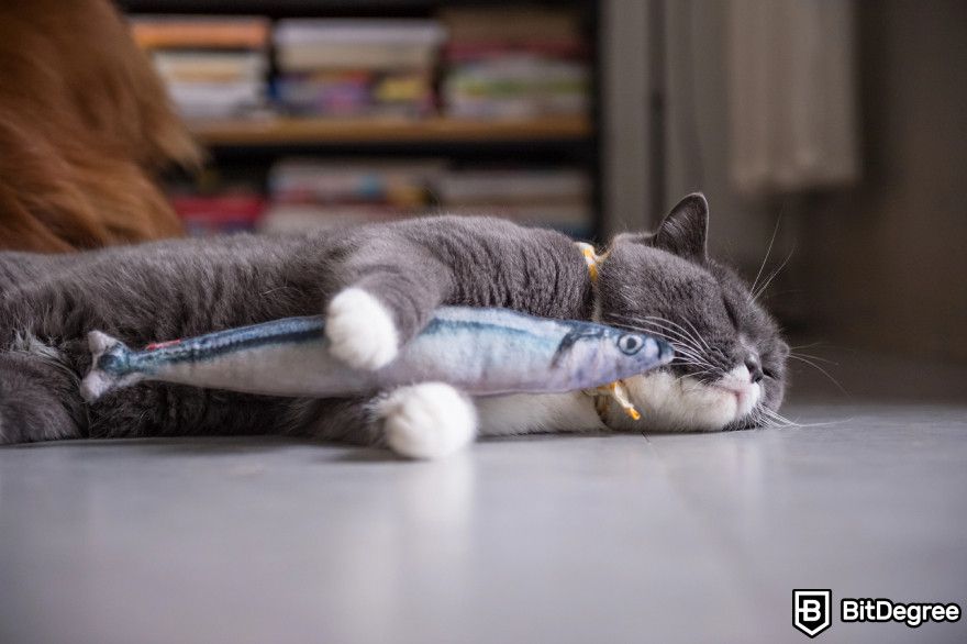 How to play Catizen: a cat holding a fish plush toy.