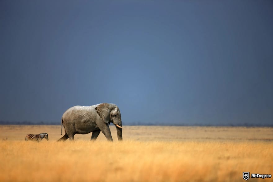 Is Bitcoin legal: an elephant and a zebra in the African desert.
