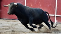 Is the bull run back on?