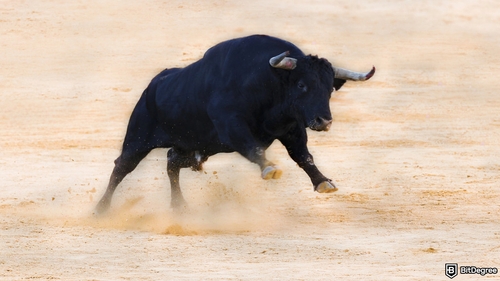 Is the bull run over?