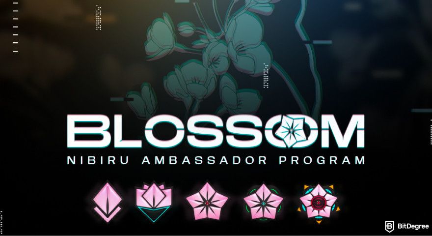 Nibiru.fi airdrops: a screenshot of the Ambassador program.
