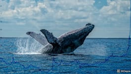 Whales are slowing down... should you worry?