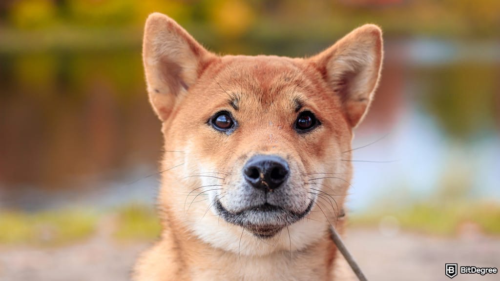 Will Shiba Inu Coin Reach $1? Hype VS Reality