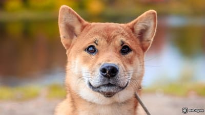 Will Shiba Inu Coin Reach $1? Hype VS Reality