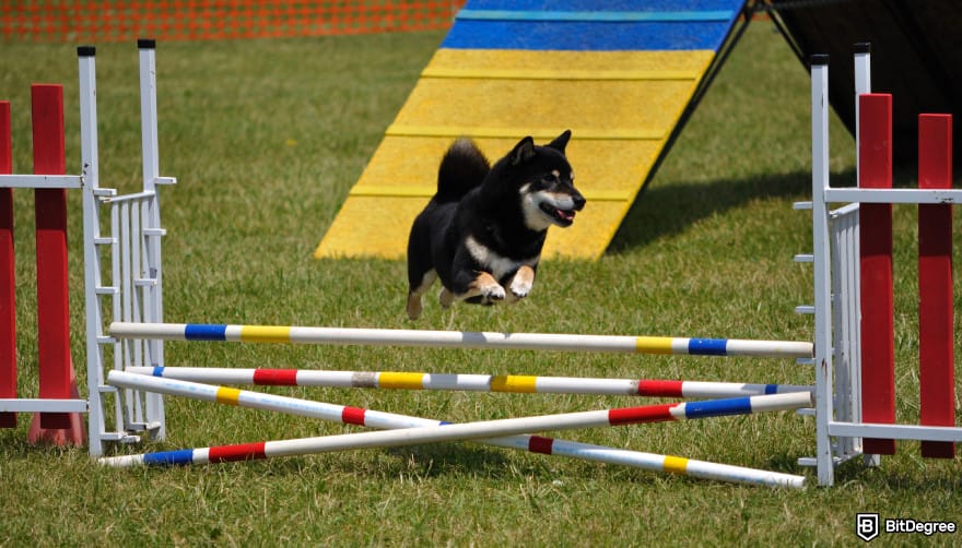 Will Shiba Inu coin reach $1: a Shiba Inu dog jumping over a bar.
