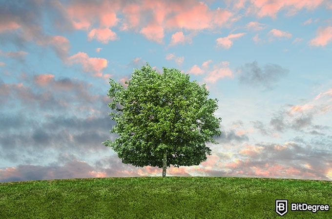 Cursos de Biología: Un Árbol en la Naturaleza.