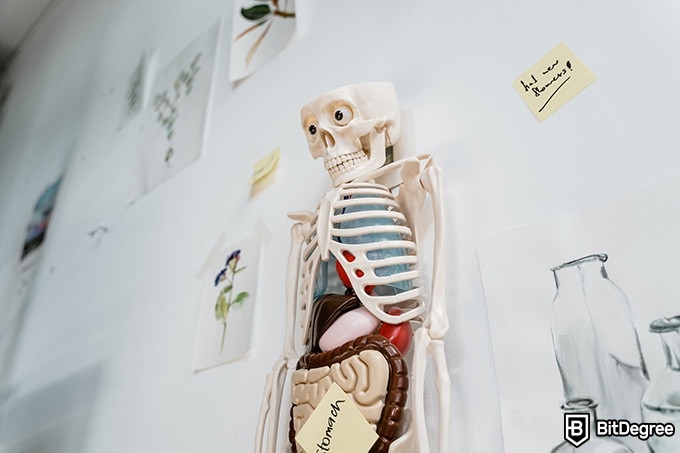 Cursos de Biología: Esqueleto Colgado en la Pared.