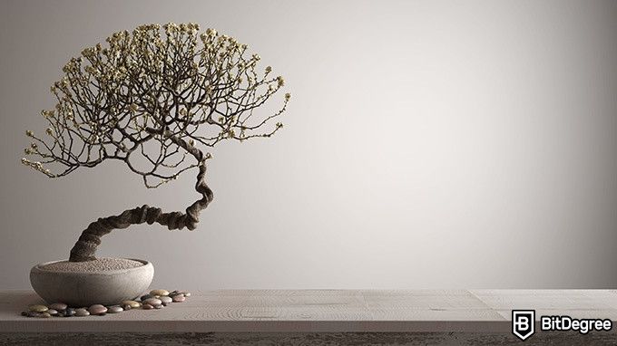 Online Interior Design Courses: bonsai tree.